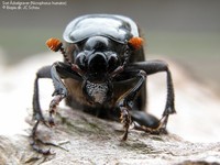 Sort Ådselgraver (Nicrophorus humator) Foto/billede af