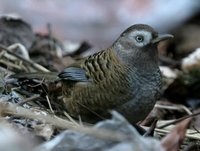 セスジガビチョウ Barred Laughingthrush Garrulax lunulatus