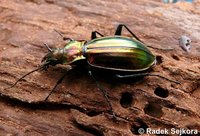 Carabus lineatus troberti
