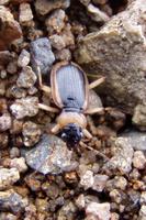 Nebria livida