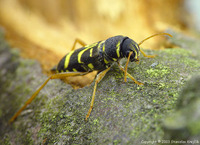 Xylotrechus arvicola