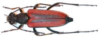 Anastrangalia dubia dubia