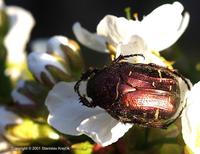 Cetonia aurata aurata var. tingens