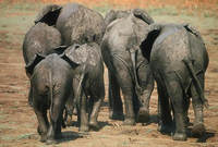 Herd of Elephants (Loxodonta africana) South Luangwa N.P., Zambia.