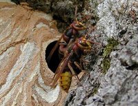 Vespa crabro - European Hornet