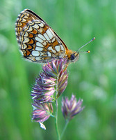 Melitaea athalia - Heath Fritillary