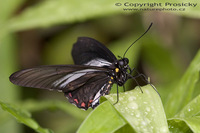 Battus crassus