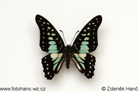 Graphium bathycles bathycloides