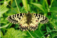 Zerynthia polyxena - Southern Festoon