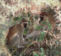 Vervet (Chlorocebus pygerythrus)