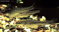 Notropis stramineus, Sand shiner: