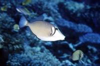 Sufflamen bursa, Boomerang triggerfish: fisheries, aquarium