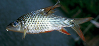 Cyclocheilichthys apogon, Beardless barb: fisheries, aquarium
