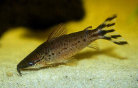 Dianema urostriatum, Flagtail catfish: aquarium