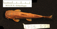 Amphilius kakrimensis, :