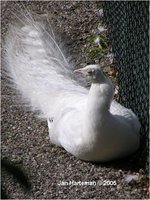 White Peafowl - Indian Peafowl White Mutation Pavo cristatus