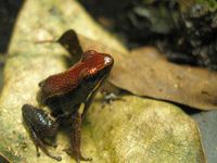 Also housed in Peru, Epipedobates zaparo