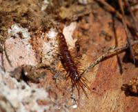 Lithobius forficatus