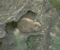 Image of: Procavia capensis (rock hyrax)