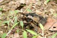Bufo melanochlorus - Wet Forest Toad