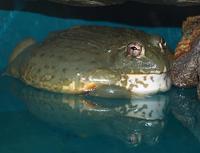 Image of: Pyxicephalus adspersus (African bullfrog)