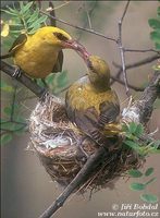 Oriolus oriolus - Golden Oriole