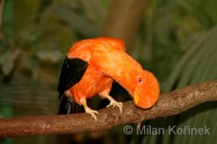 Rupicola peruviana - Andean Cock of the Rock