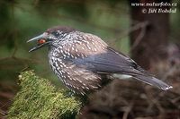 Nucifraga caryocatactes - Spotted Nutcracker