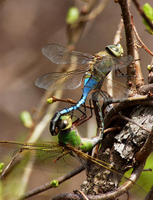 Image of: Anax junius (green darner)