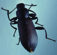 Image of: Carabidae (ground beetles)