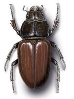 Image of: Lucanus cervus