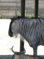 Connochaetes taurinus albojubatus - White-bearded Wildebeest