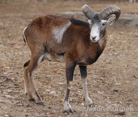 Ovis musimon - European Mouflon Sheep