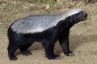 Mellivora capensis - Honeybadger