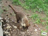 Nasua narica - White-nosed Coati