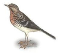 Image of: Anthus cervinus (red-throated pipit)