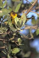 Image of: Dendroica tigrina (Cape May warbler)