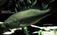 Image of: Micropterus salmoides (bigmouth bass)