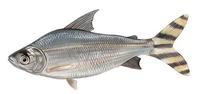 Image of: Semaprochilodus taeniurus