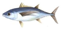 Image of: Thunnus alalunga (albacore)