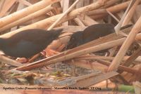 Spotless Crake - Porzana tabuensis