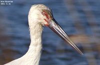 Oriental Stork - Ciconia boyciana