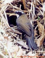Indian Scimitar Babbler - Pomatorhinus horsfieldii