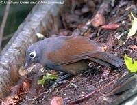 Sunda Laughingthrush - Garrulax palliatus