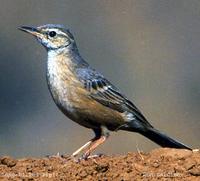 Long-billed Pipit - Anthus similis