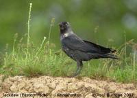 Eurasian Jackdaw - Corvus monedula