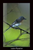 Leaden Flycatcher