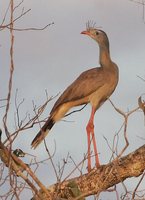 Red-legged Seriema - Cariama cristata