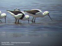 Banded Stilt - Cladorhynchus leucocephalus