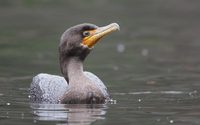 Double-crested Cormorant (Phalacrocorax auritus) photo